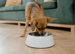 Petfood Articolo