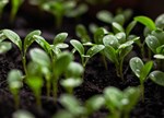 Seedlings G502fd2366 640