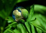 Ecology G5821e1584 1280
